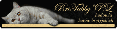 British Shorthair Cattery BriTabby*Pl