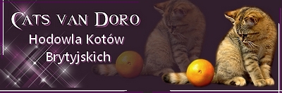 Cats van Doro
